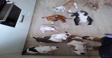 American Staffordshire Terriër honden - Advertentie 4