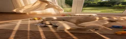 Golden Retriever honden te koop: Retriever pups beschikbaar 🐾 in Groningen - Advertentie 3