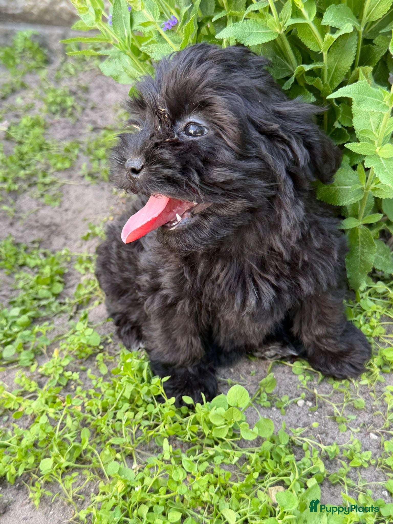Cockapoo honden te koop: Cockapoo x boomer pups  - Advertentie 34