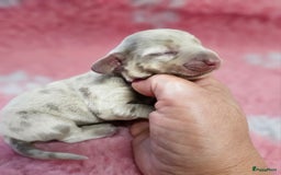 Teckel (korthaar)  honden te koop: De allermooiste dwergteckel pupjes!! - Afbeelding 3