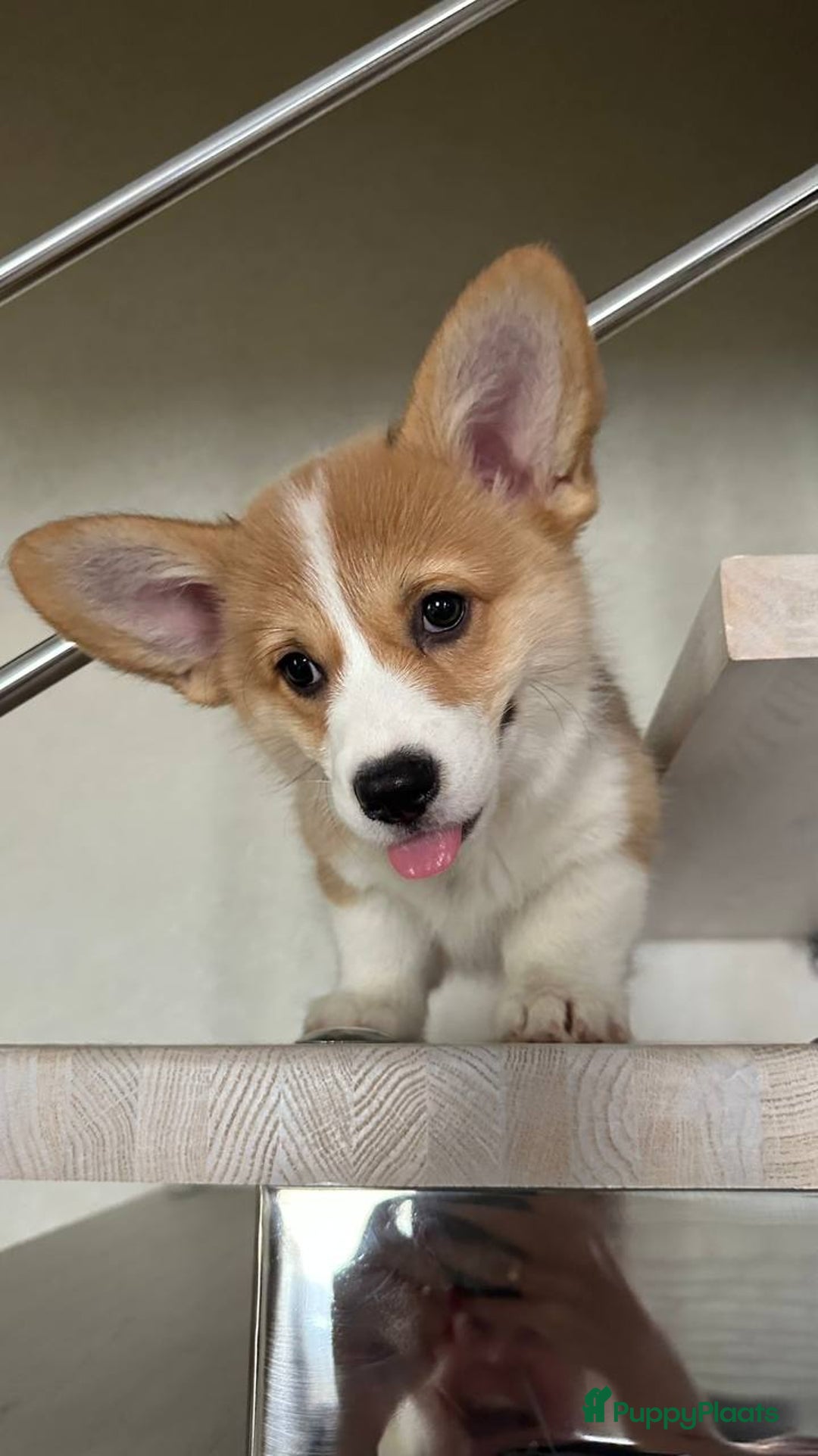 Welsh Corgi Pembroke honden te koop: Corgi pups - Advertentie 2