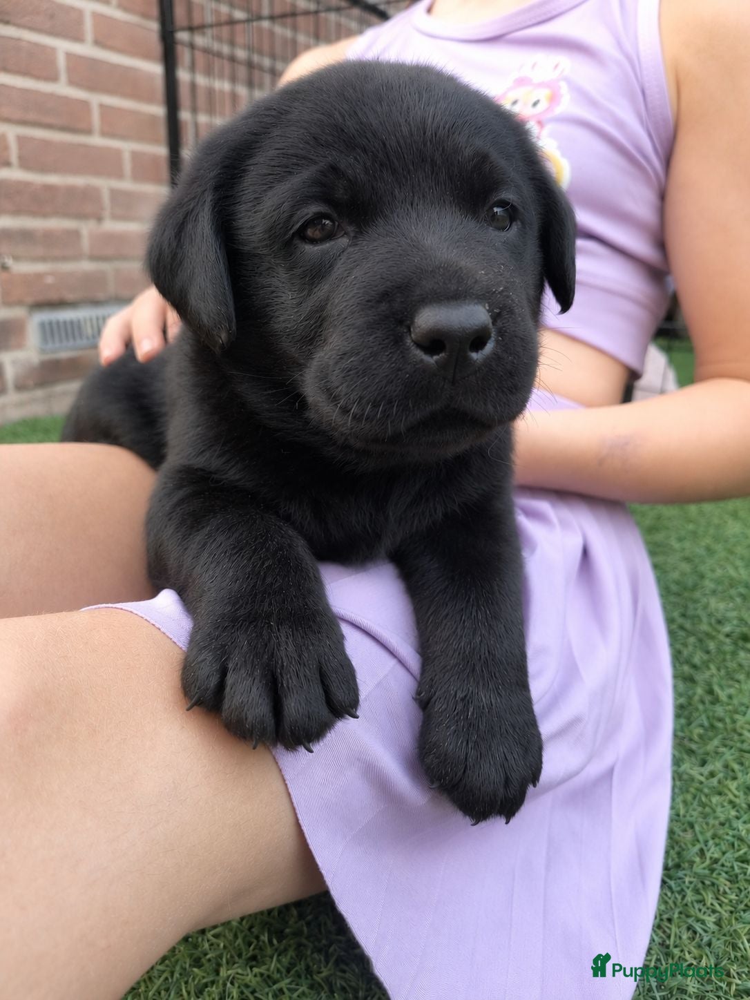 Labrador Retriever honden Labrador Retriever Pups Met FCI Stamboom - Advertentie 1