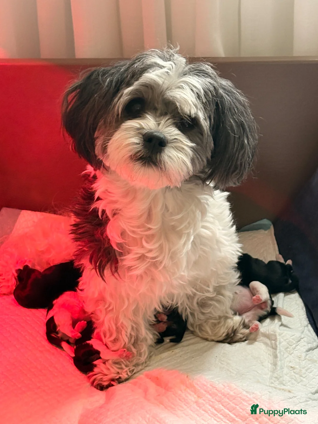 Kruising honden te koop: Schatjes van Boomerpups te koop - Advertentie 2