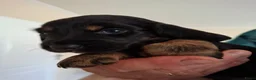 Teckel (langhaar) honden te koop: Prachtige Black en Tan pups - Advertentie 8