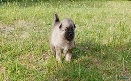 Boomer honden te koop: Kruising Keeshond x Japanse Spits - Afbeelding 5