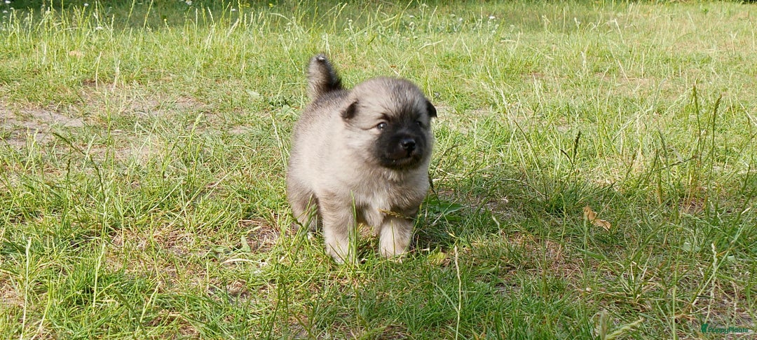 Boomer honden te koop: Kruising Keeshond x Japanse Spits - Afbeelding 5