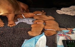 Bordeaux Dog honden te koop: Bordeauxdog puppy’s te koop in Lekkerkerk - Afbeelding 9