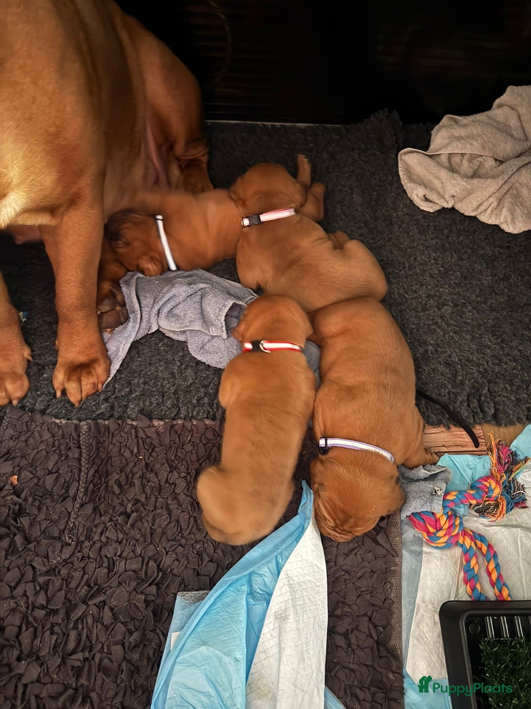 Bordeaux Dog honden te koop: Bordeauxdog puppy’s te koop in Lekkerkerk - Afbeelding 9