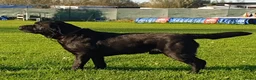 Labrador Retriever honden te koop: Raszuivere zwarte labradorpups - Advertentie 9