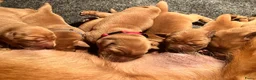 Labrador Retriever honden te koop: Red fox labrador pups - Advertentie 4