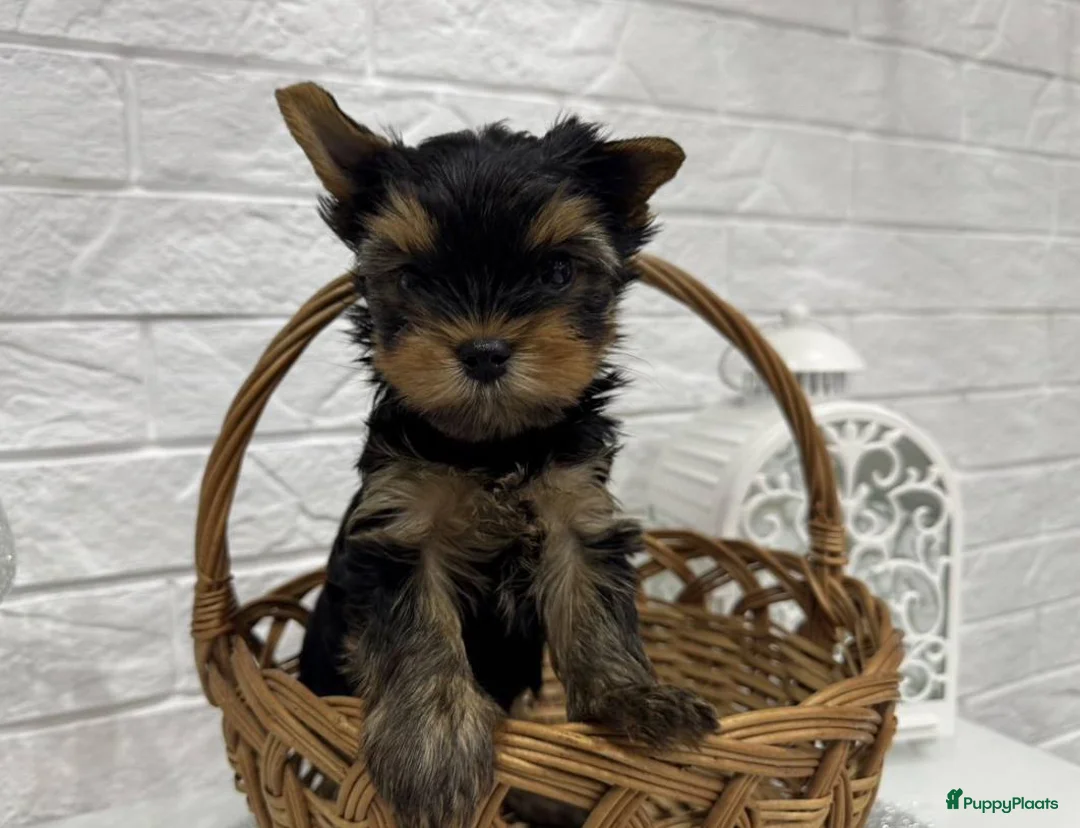 Yorkshire Terriër honden te koop: Yorkshire terriër puppy’s - Advertentie 4