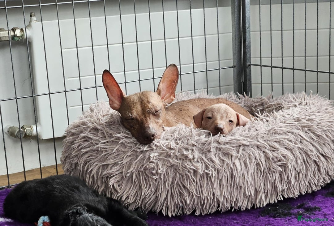 Mexicaanse Naakthond honden te koop: Mexicaanse Naakthond Miniatuur, Xolo, met vacht - Afbeelding 16