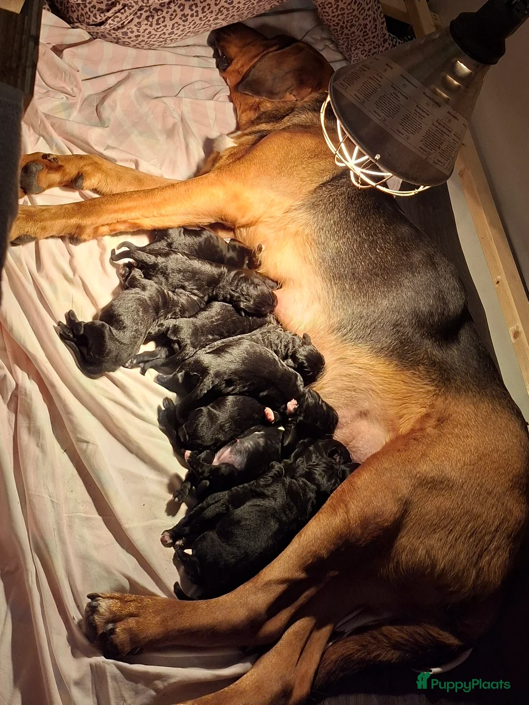 Kruising honden te koop: Labradoodle x Bloedhond / Zwitserse Senner pups - Advertentie 4