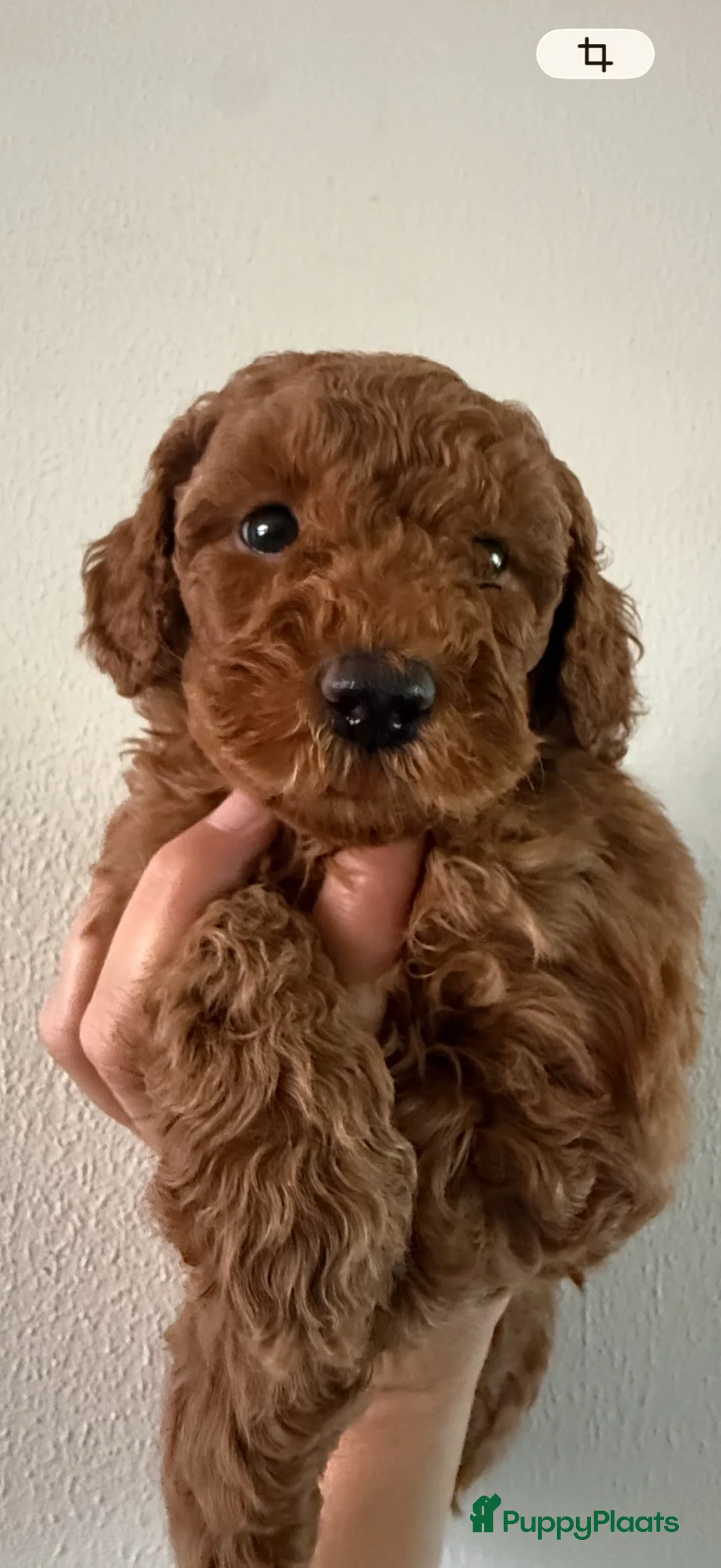 Australian Labradoodle honden te koop: Mini Australian labradoedel  in Oss - Advertentie 5
