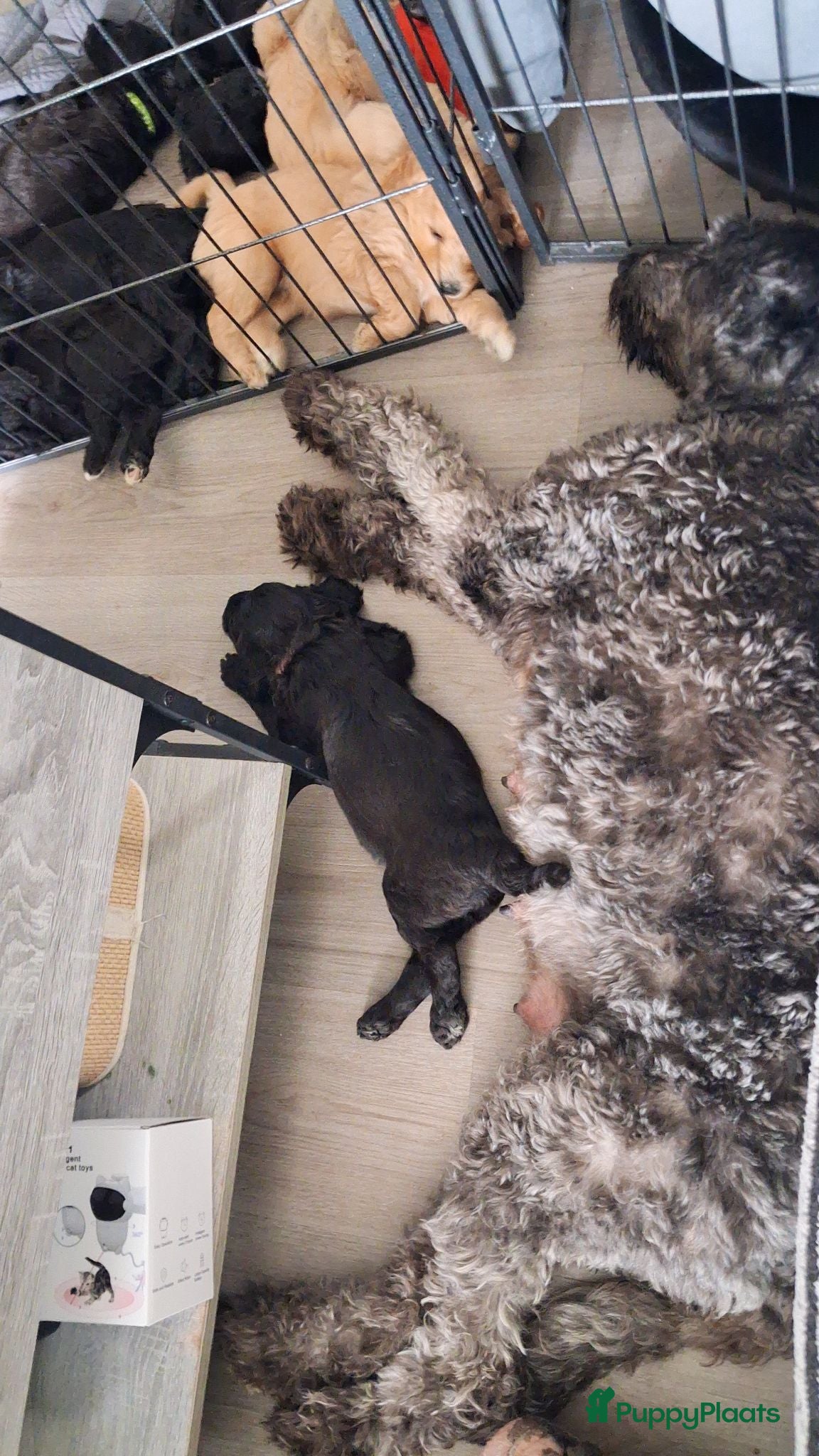 Labradoodle honden Labradoodle  pups hypoallergeen - Advertentie 2