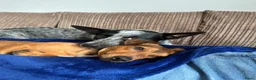 Kruising honden te koop: Cattle-Jack pups te koop - Advertentie 16