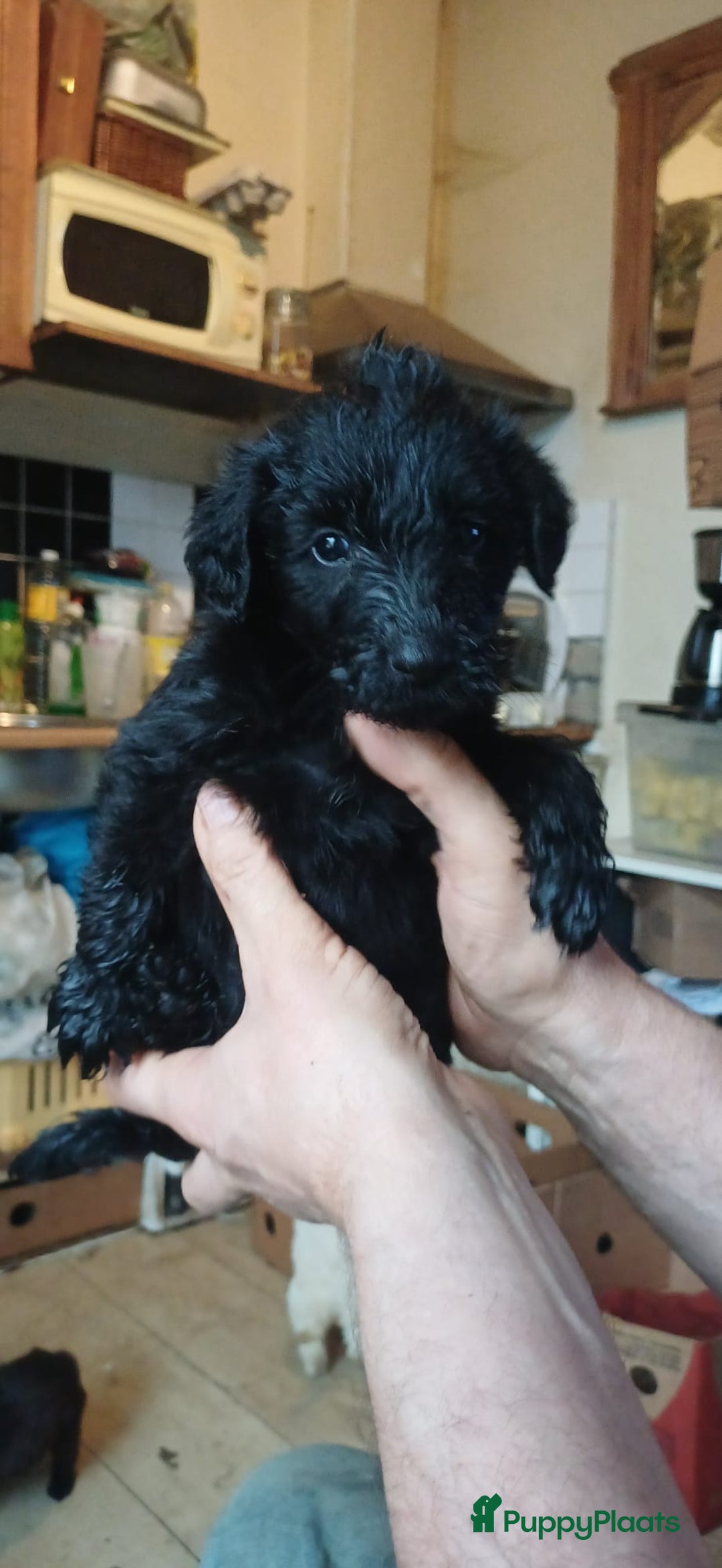 Kruising honden te koop: Ben jij het baasje van een van deze mooie puppy's? - Advertentie 7