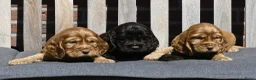 Engelse Cocker Spaniel honden te koop: Speelse Engelse Cocker Spaniel pups - Advertentie 12