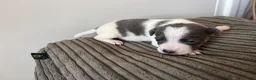 Jack Russel Terriër honden te koop: Gezonde Jack russell pups te koop - Advertentie 8