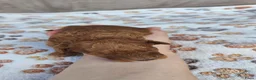 Poedel Toy honden te koop: Poedel toy puppy's  - Advertentie 11