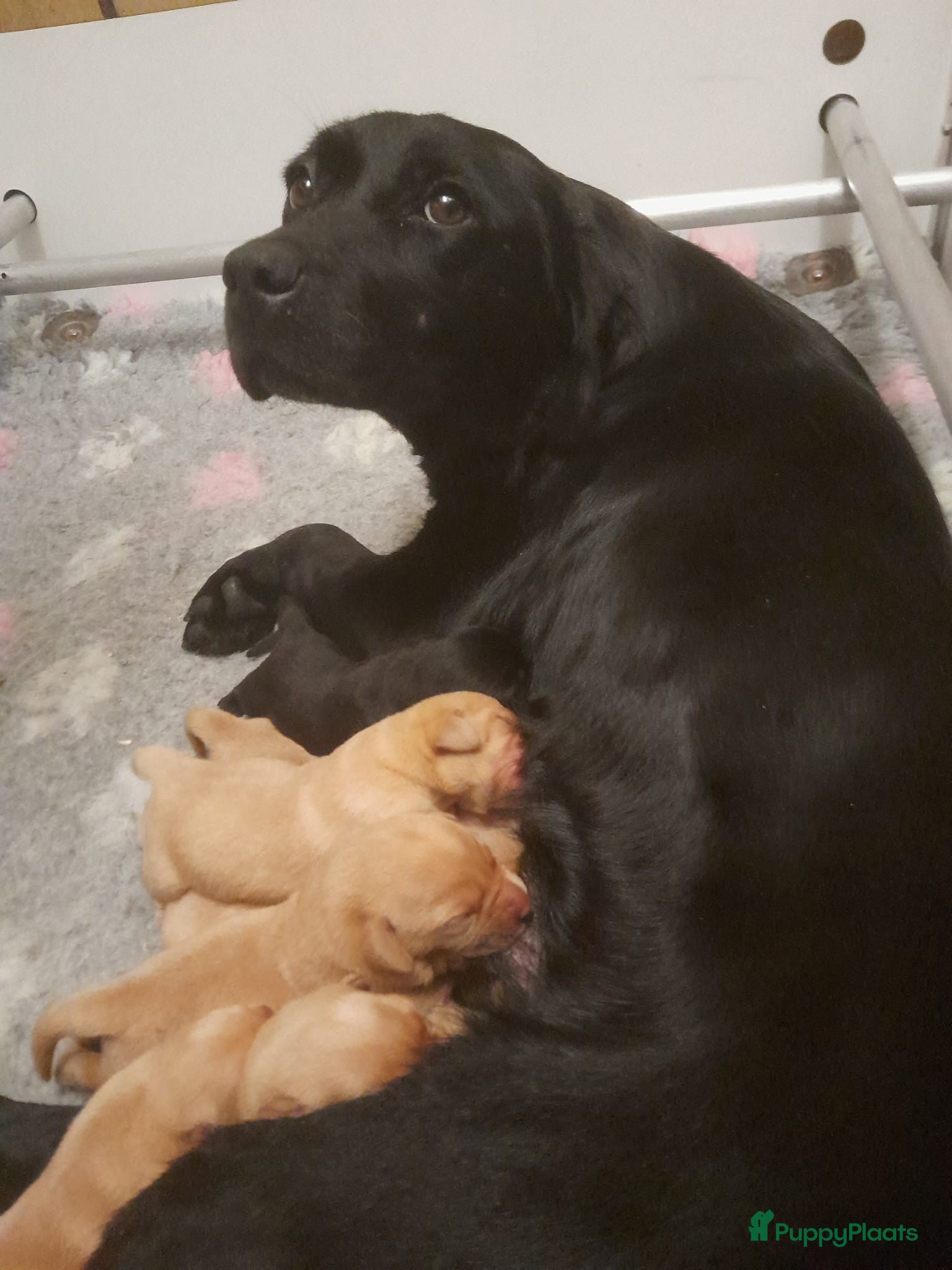 Labrador Retriever honden Leuke Labradorpups beschikbaar (met stamboom) - Advertentie 1