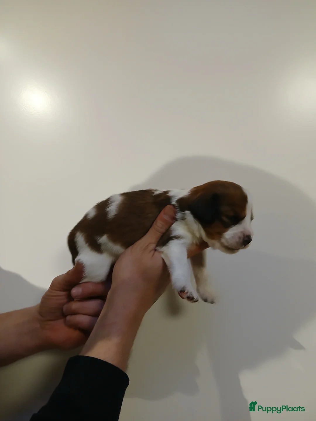 Kooikerhondje honden te koop: Supper liever  nestje kooiker pups van 7 - Advertentie 20