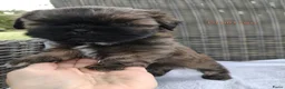 Shih Tzu honden te koop: 6 Mooie shih tzu pups - Advertentie 13