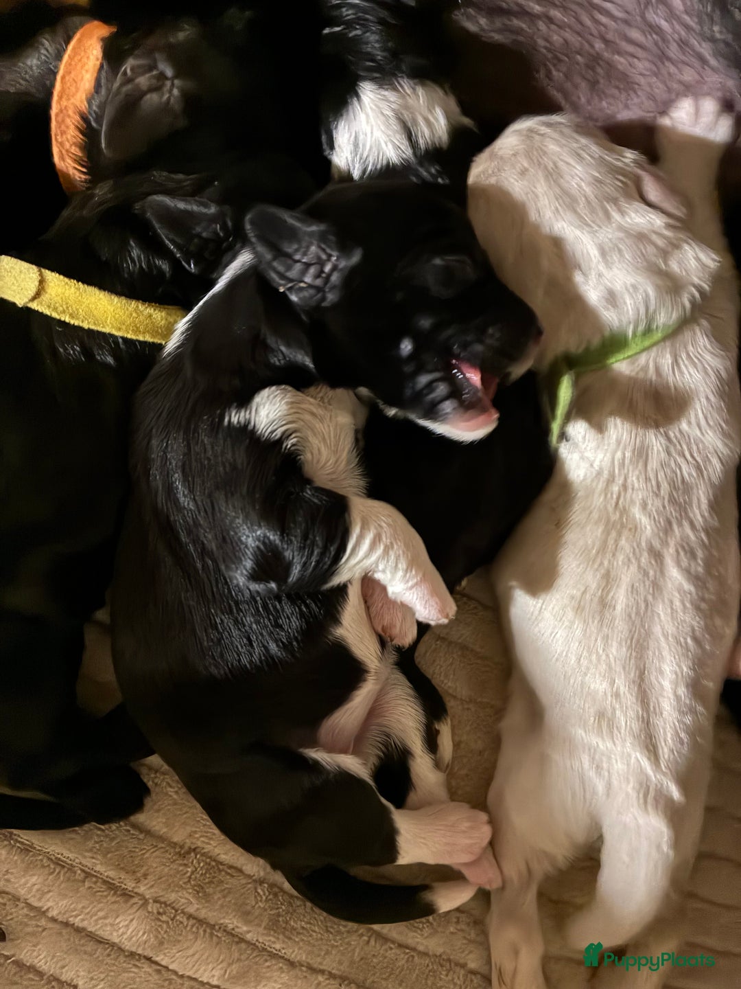 Barbet honden te koop: Barbet puppy’s geboren - Advertentie 33