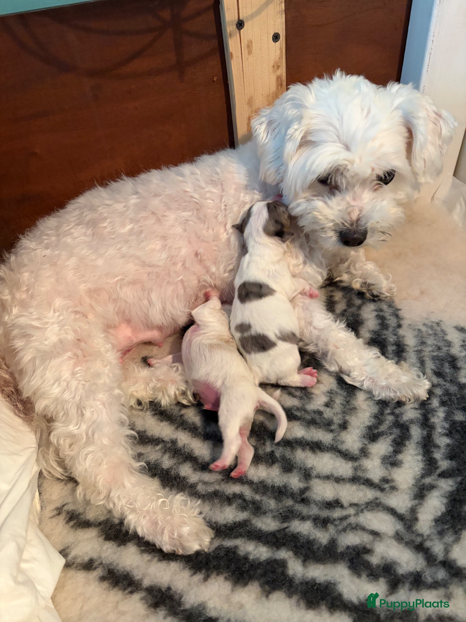 Maltipom honden Twee kleurige maltipom reu  - Advertentie 1
