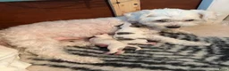 Maltipom honden te koop: Twee kleurige maltipom reu  - Advertentie 1