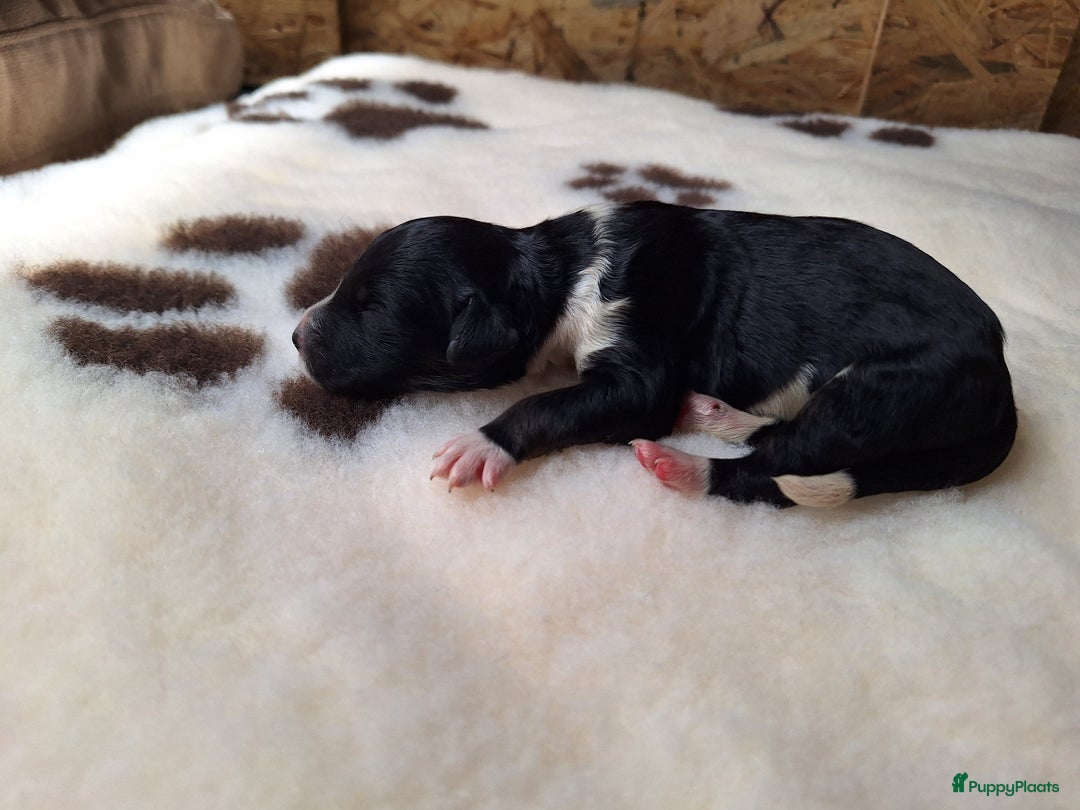 Bernedoodle honden te koop: Bernedoodles multigen - Afbeelding 13