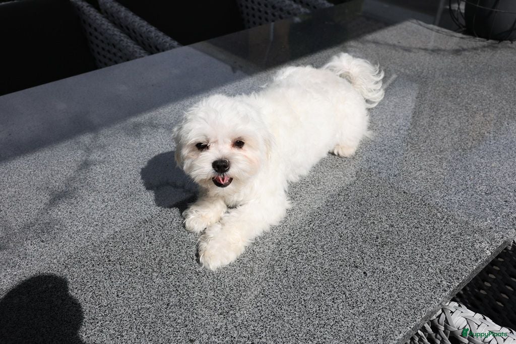 Maltezer honden ter dekking: Maltezer dek reu - Advertentie 1