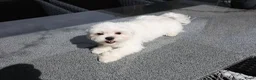 Maltezer honden ter dekking: Maltezer dek reu - Advertentie 1