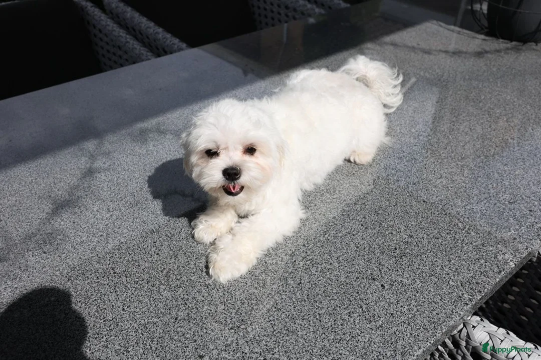Maltezer honden ter dekking: Maltezer dek reu - Advertentie 1