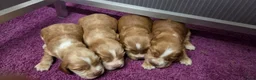 Engelse Cocker Spaniel honden te koop: Engelse Cockerspaniel pups met Stamboom  - Advertentie 18
