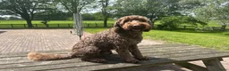 Labradoodle honden ter dekking: Medium labradoodle ter dekking (volledig getest) - Advertentie 3