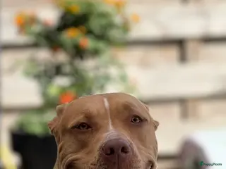 Amerikaanse Bully honden American bully XL (2 teefjes) - Advertentie 1