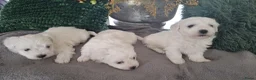 Maltezer honden te koop: Maltezer pups. Rasecht. Vader en moeder aanwezig - Advertentie 3