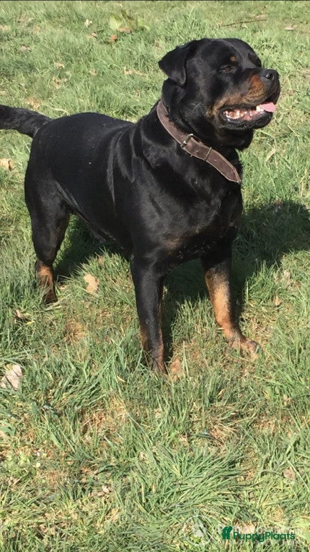 Rottweiler honden Dekreu rottweiler in De Krim - Advertentie 2