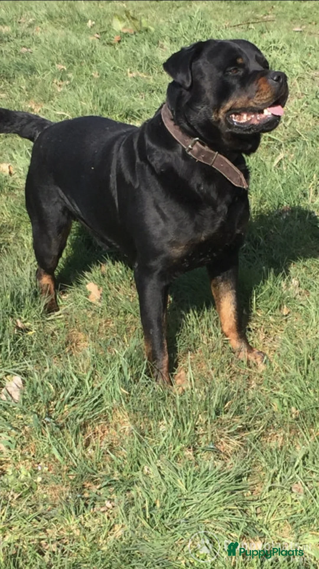 Rottweiler honden ter dekking: Dekreu rottweiler in De Krim - Advertentie 1