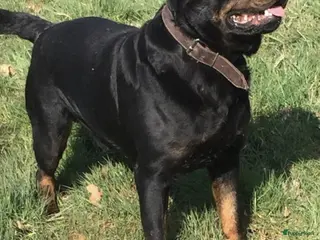 Rottweiler honden Dekreu rottweiler in De Krim - Advertentie 3