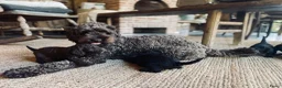Kruising honden te koop: MINI x Medium labradoodle pups 🤎🖤 - Advertentie 8