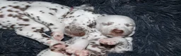 Dalmatiër honden te koop: Dalmatier pups - Advertentie 9
