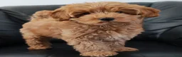 Cockapoo honden te koop: Cockapoo pup (Toy Poedel x Cocker Spaniël) - Advertentie 9