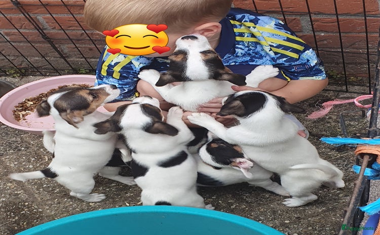 Jack Russel Terriër honden - Advertentie 7