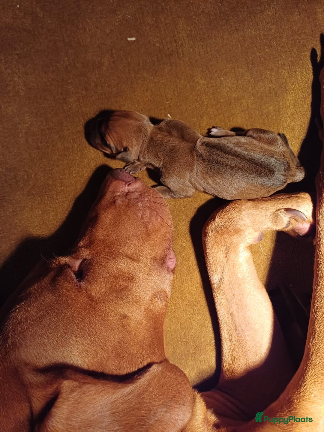 Rhodesian Ridgeback honden te koop: Rhodesian Ridgeback  - Afbeelding 6