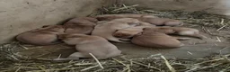 Labrador Retriever honden te koop: Field trial labrador pups fox red - Advertentie 12