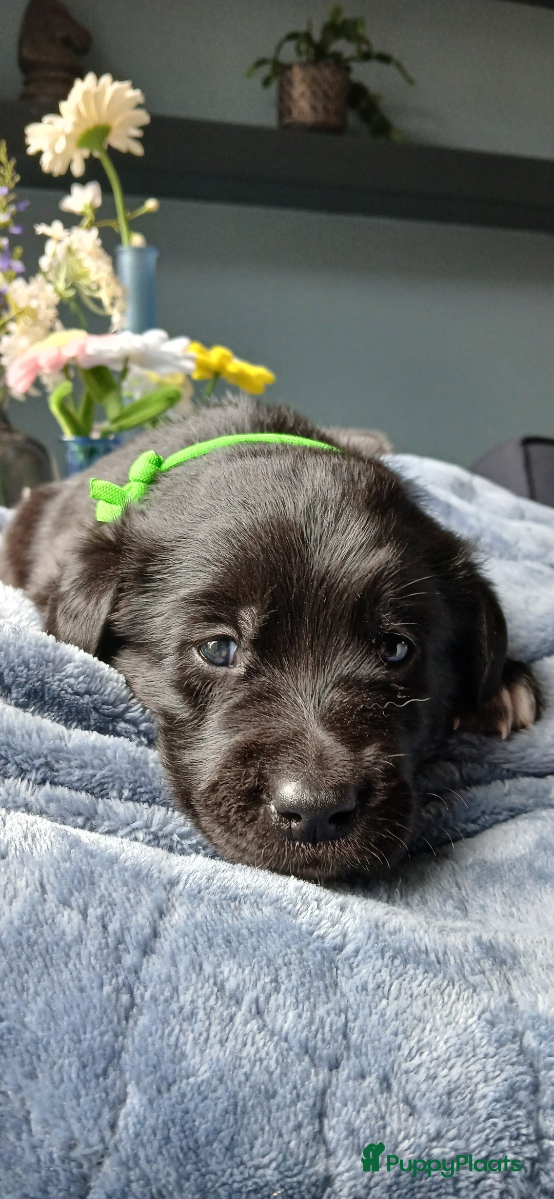 Kruising honden te koop: Prachtige pups husky/golden retriever/collie  - Advertentie 5