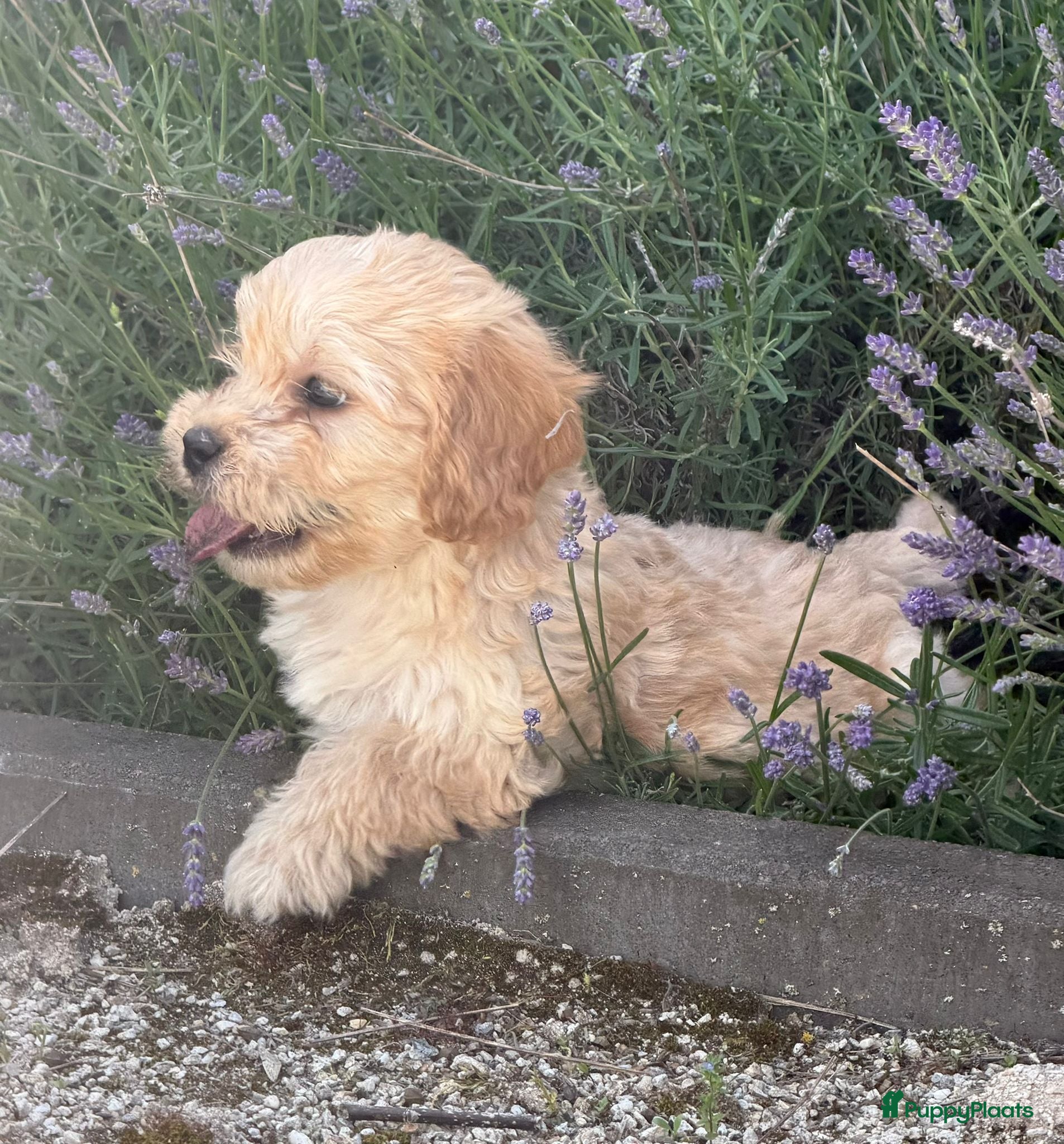 Cockapoo honden Cockapoo x boomer pups  - Advertentie 1