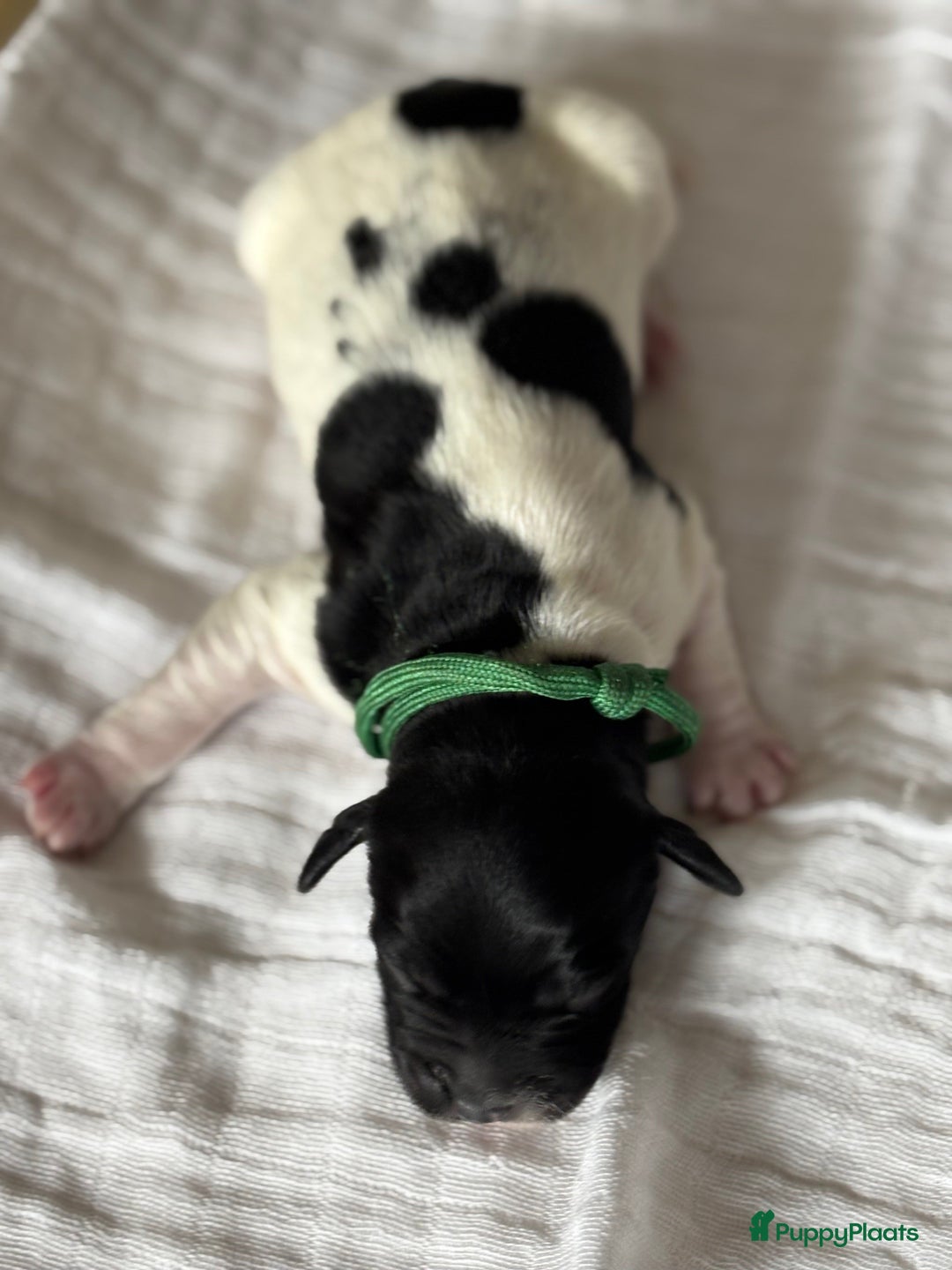 Friese Stabij honden te koop: Puppies Friese Stabij - Advertentie 8